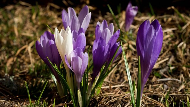 Time lapse.White crocus in a bunch of violet crocuses blooming.
