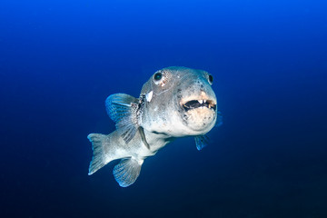 Giant Puffer Fish in Blue Water