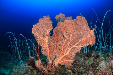Fototapeta na wymiar Large seafan and whip corals