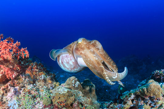 71+] Cuttlefish Wallpaper - WallpaperSafari