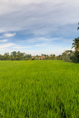 Rice terraces near Ubud, Bali