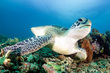 Green Turtle on a Coral Reef © whitcomberd
