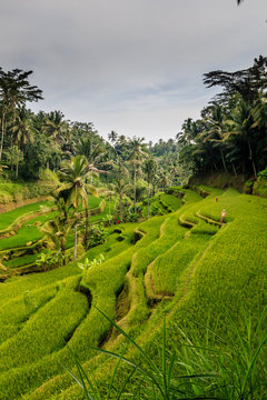 Cekin / Tegalalang Rice Terraces