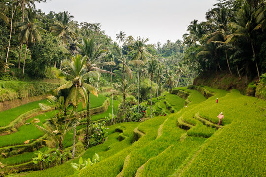 Tegalalang Rice terraces