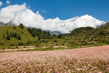 Fototapeta premium dhaulagiri himal with buckwheat field