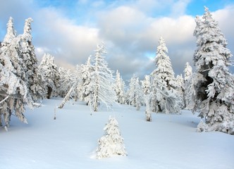 beautiful wintry view of snowy wood on mountains
