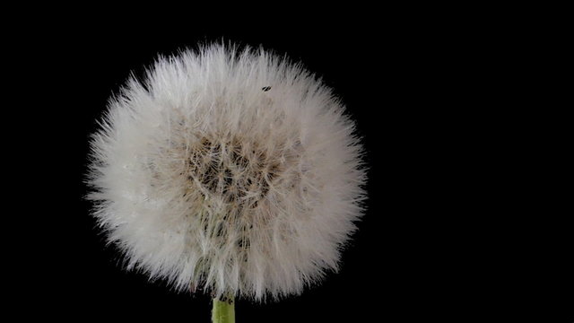 Pusteblume dreht sich