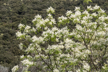 Natura