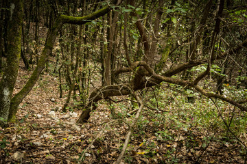Passeggiare nel bosco