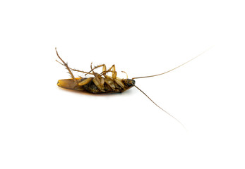 Cockroach on white background