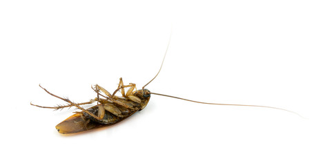 Cockroach on white background