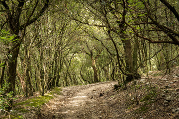 Passeggiare nel bosco