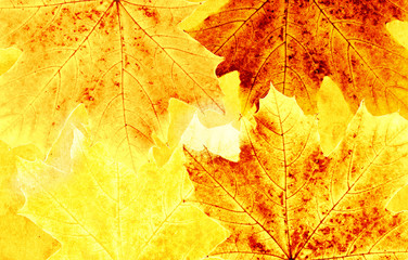 Grunge background with autumn leaves