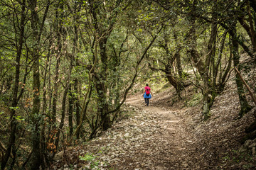 Obraz premium Passeggiare nel bosco