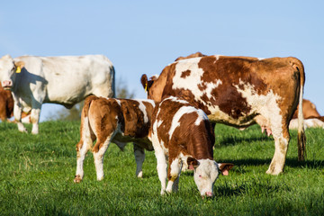 Fototapeta na wymiar Brown and white dairy cows, calwes and bulls in pasture