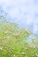Small Defocused White Flowers as Summer Day