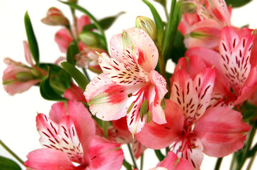flowers alstroemeria