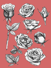 Set of highly detailed hand-drawn roses. Vector