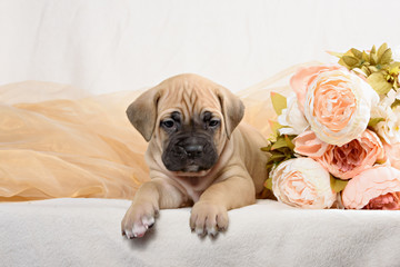 Cane Corso puppy with a bouquet of flowers peonies