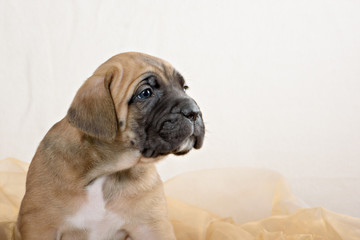 Puppy cane Corso fawn color on a light background