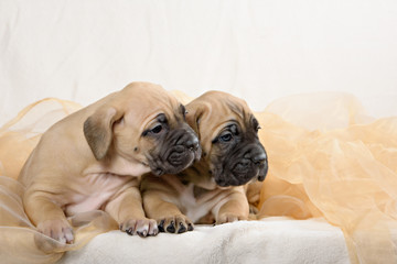 Two of the breed cane Corso puppy