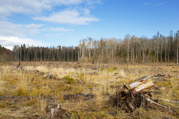 Woods logging  stump after deforestation  woods