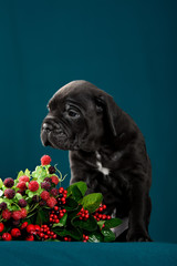 Puppy cane Corso black in color with a branch of berries