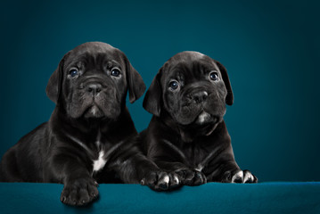 Two black puppy of breed cane Corso
