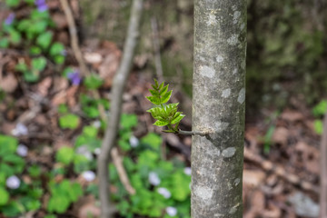 Junges Blatt