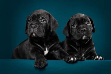 Two black puppy of breed cane Corso