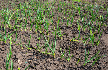 Vegetable beds with garlic