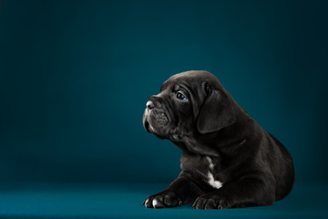 Black puppy of breed the cane Corso Italiano