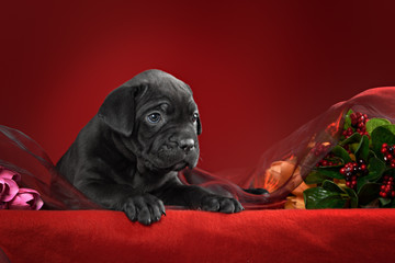 Black puppy of breed the cane Corso Italiano on a red background