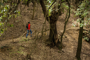 Passeggiare nel bosco