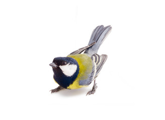 Fototapeta premium bright spring bird great tit