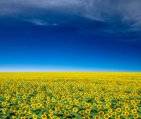 Obraz premium sunflower field