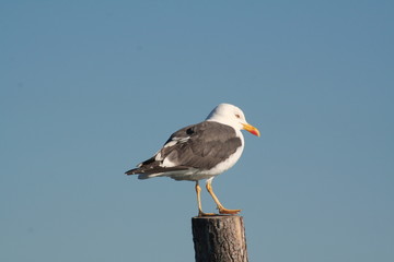 mouette