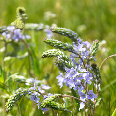 summer violit flowers in the field