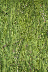 Obraz premium Textured abstract background in green color
