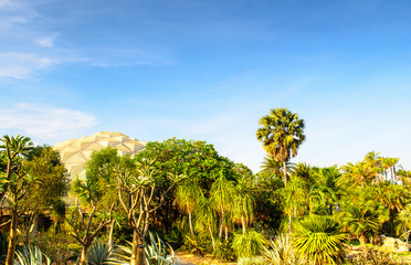 Fototapeta premium Desert Garden And Sky