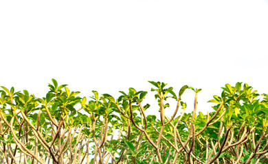 Frangipani Tree On White