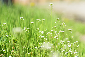 Grass background