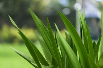 Watering Can. Watering