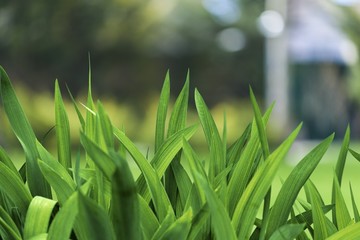 Watering Can. Watering