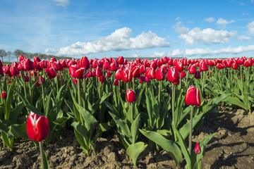 Tulips on a field in spring under a blue cloudy sky