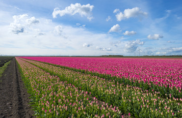 Tulips on a field in spring under a blue cloudy sky