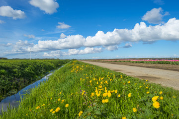 Ditch with dandelions in spring along a field