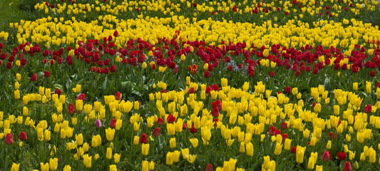 Beautiful field of coloured tulips