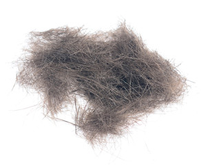 hair