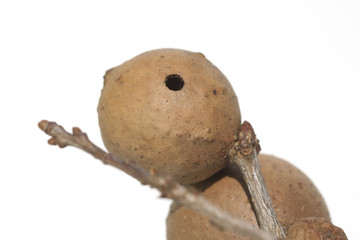 Gallapfel